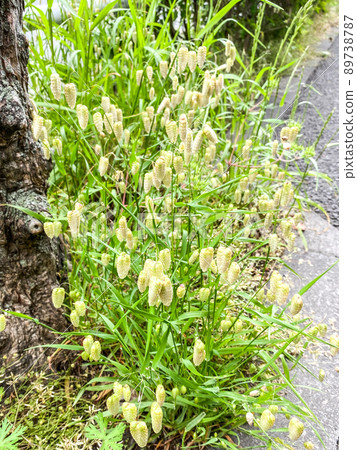 Greater quaking grass blooming in a residential area of Itabashi, Tokyo 89738787