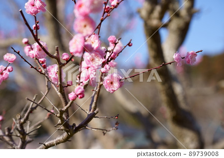 Plum blossoms in full bloom 89739008