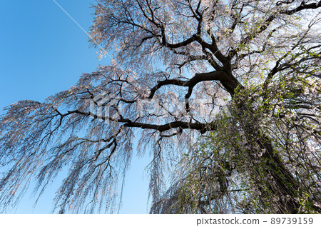 阿彌陀寺的垂枝櫻花 春景 阿彌陀寺的垂枝櫻花 春景 89739159