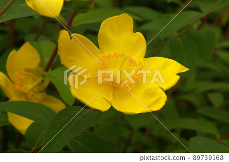 The yellow flowers of Aaron's beetle (Western gold thread plum, Himekinshibai) are delicate and beautiful. The yellow flowers of Aaron's beetle (Western gold thread plum, Himekinshibai) are delicate and beautiful. 89739168