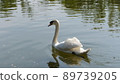 Swan's back 89739205