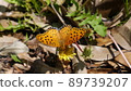 Indian Fritillary and Dandelions (honey sucking) 89739207