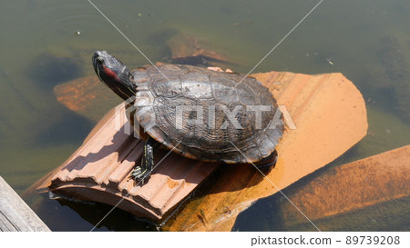 Cover dried Cover dried 89739208