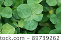 four Leaf Clover  89739262