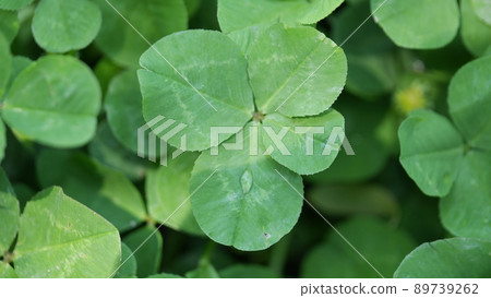 four Leaf Clover  89739262
