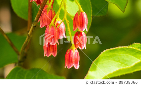 Enkianthus perulatus 的紅色花 Enkianthus perulatus 的紅色花 89739366