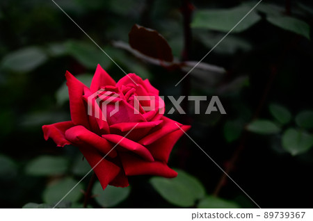 一朵真正的紅玫瑰 一朵真正的紅玫瑰 89739367