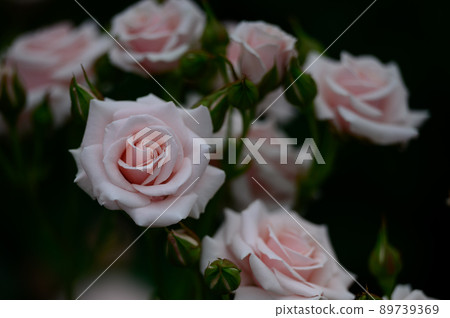 White rose White rose 89739369