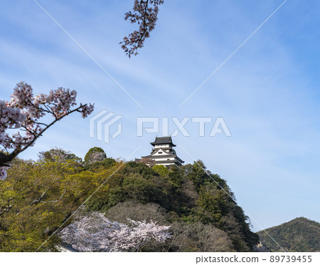 Cherry blossoms and Inuyama castle Cherry blossoms and Inuyama castle 89739455
