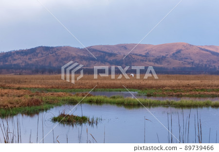 A great heron hunts in the morning foggy swamp. Beautiful landscape 89739466
