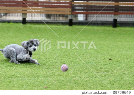 Toy poodle playing crazy on the lawn 89739649