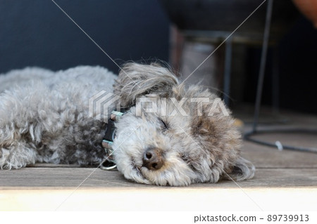 玩具貴賓犬在木甲板上曬太陽 89739913