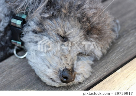 玩具貴賓犬在木甲板上曬太陽 玩具貴賓犬在木甲板上曬太陽 89739917