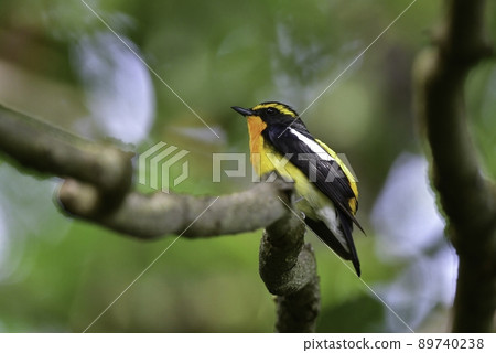 一隻美麗的小鳥，水仙捕蠅器，在初夏新鮮的綠色高原森林中發現了明亮的黃色、橙色和黑色 89740238