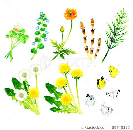 春花水彩插圖集：白三葉草、波斯菊、罌粟、馬尾、蒲公英、蝴蝶 89740333