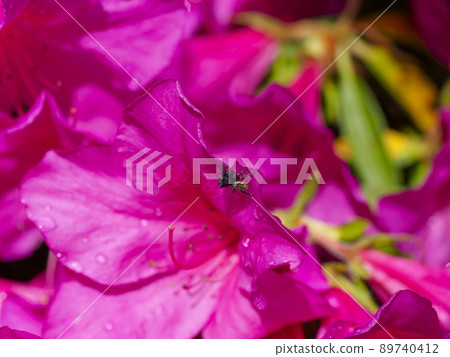 Azalea flowers and jumping spiders 89740412