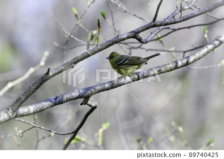 Yellow bunting，一種可愛的小黃鳥，在初夏的高原森林中看到，如輕井澤和戶隱 89740425