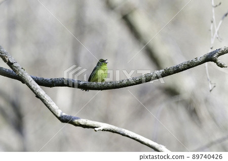 Yellow bunting，一種可愛的小黃鳥，在初夏的高原森林中看到，如輕井澤和戶隱 89740426