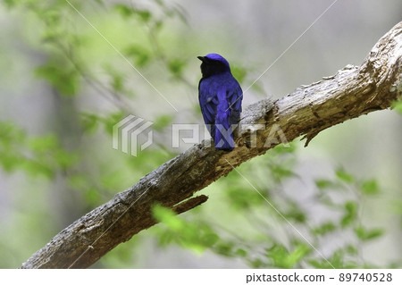 初夏時在輕井澤、八岳、日光之森發現的美麗的藍色鳥Ooruri。 初夏時在輕井澤、八岳、日光之森發現的美麗的藍色鳥Ooruri。 89740528