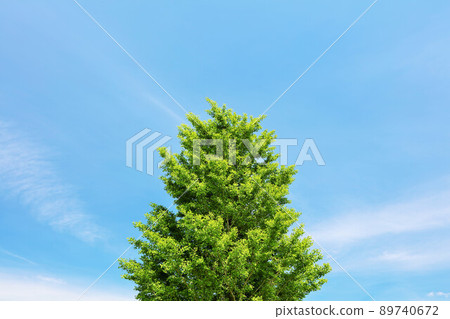 Early summer blue sky, fresh green trees Early summer blue sky, fresh green trees 89740672