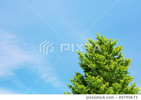Early summer blue sky, fresh green trees 89740673