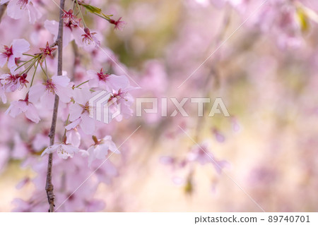 Spring weeping cherry blossom branches and cherry blossoms 89740701