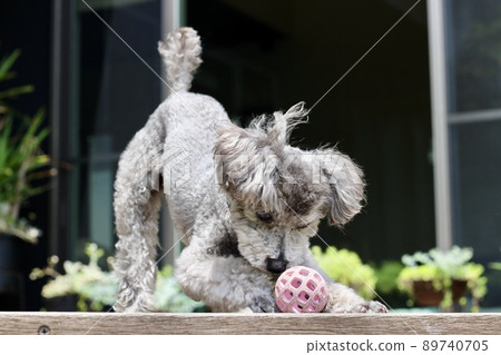 The expression of a toy poodle crazy about playing balls outdoors The expression of a toy poodle crazy about playing balls outdoors 89740705