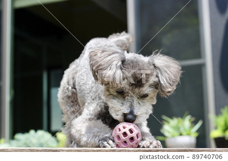 一隻玩具貴賓犬瘋狂在戶外玩球的表情 一隻玩具貴賓犬瘋狂在戶外玩球的表情 89740706