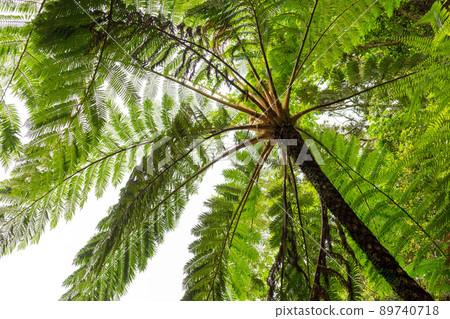 Amami / World Natural Heritage Forest Amami / World Natural Heritage Forest 89740718