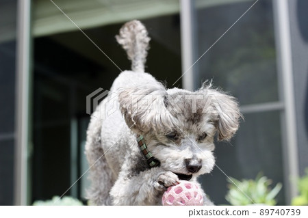 The expression of a toy poodle crazy about playing balls outdoors 89740739