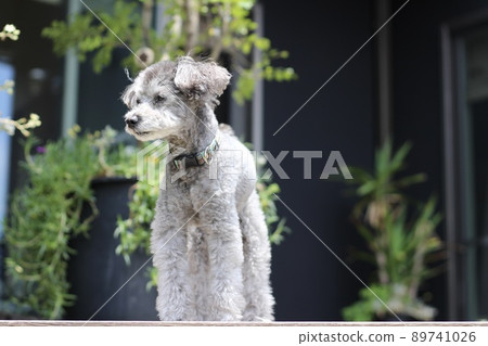 A natural toy poodle look in the outdoor garden A natural toy poodle look in the outdoor garden 89741026