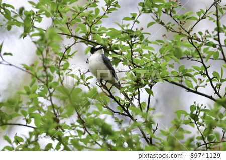 A smart white and black bird, Ashy minivet, found in the forests of the plateaus of Karuizawa and Yatsugatake in early summer. A smart white and black bird, Ashy minivet, found in the forests of the plateaus of Karuizawa and Yatsugatake in early summer. 89741129