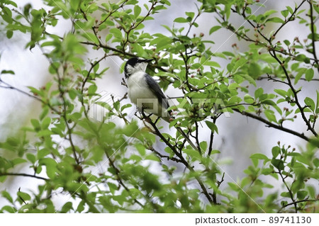A smart white and black bird, Ashy minivet, found in the forests of the plateaus of Karuizawa and Yatsugatake in early summer. 89741130