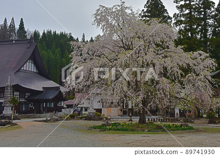 長野縣白馬村長谷寺的春天 89741930