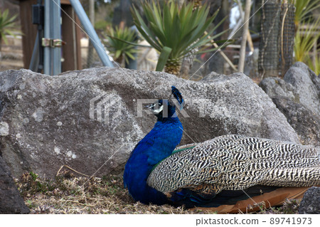 Peacock on vacation Peacock on vacation 89741973