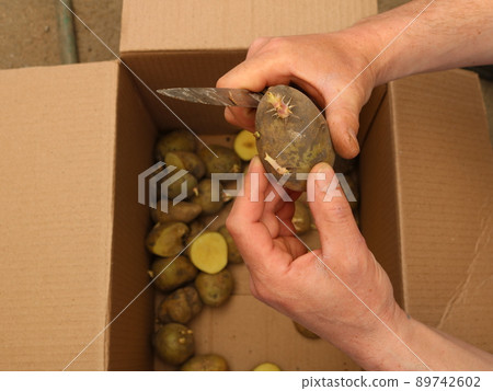 preparation of potato seeds in a village farm 89742602