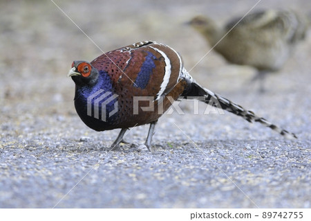 Burmese copper pheasant, a beautiful pheasant companion who lives in the forests of the mountains of Thailand and Burma 89742755