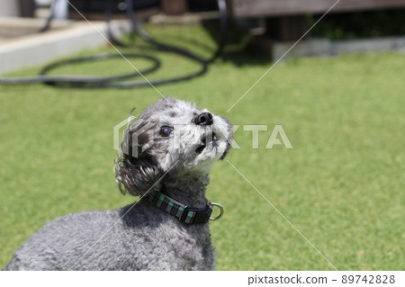 A silver toy poodle that looks fun on the lawn and dog run A silver toy poodle that looks fun on the lawn and dog run 89742828
