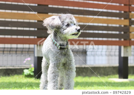 一隻銀色玩具貴賓犬，在草坪上看起來很有趣，跑狗 89742829