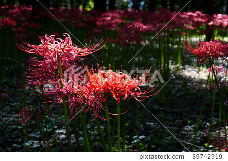 盛開的Higanbana 89742919