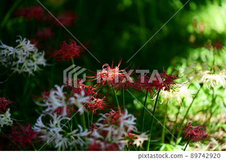 盛開的Higanbana 89742920