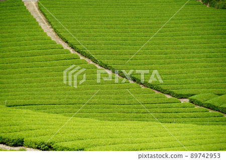 Kyoto Prefecture Landscape Assets, Wazuka Town Ishitera District, Fresh Green Tea Farm Kyoto Prefecture Landscape Assets, Wazuka Town Ishitera District, Fresh Green Tea Farm 89742953
