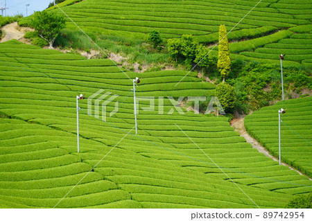 京都府景觀資產、和塚町石寺區、新鮮綠茶農場 京都府景觀資產、和塚町石寺區、新鮮綠茶農場 89742954