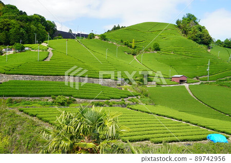 京都府景觀資產、和塚町石寺區、新鮮綠茶農場 京都府景觀資產、和塚町石寺區、新鮮綠茶農場 89742956