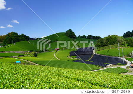 京都府景觀資產、石寺區、和塚町、新鮮綠茶田、雲影 89742989