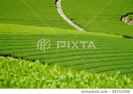 Kyoto Prefecture Landscape Assets, Wazuka Town Ishitera District, Fresh Green Tea Farm Kyoto Prefecture Landscape Assets, Wazuka Town Ishitera District, Fresh Green Tea Farm 89742998