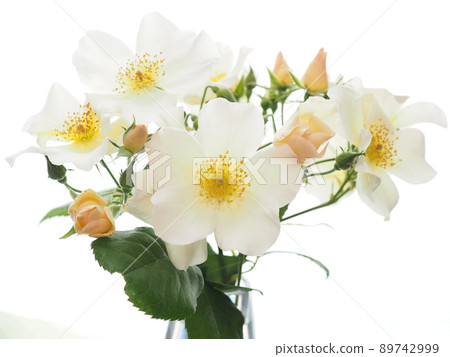 A rose named Sally Holmes A rose named Sally Holmes 89742999