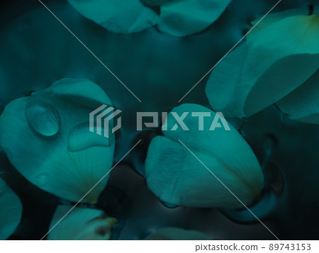 Water droplets and petals in a blue vase Water droplets and petals in a blue vase 89743153