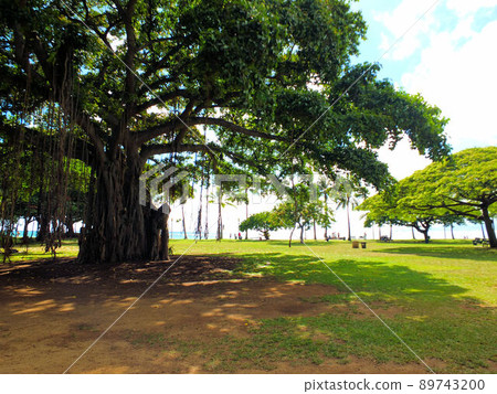 夏威夷卡皮歐拉尼公園風光 89743200