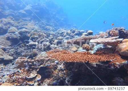 珊瑚 帛琉 Palau 珊瑚 帛琉 Palau 89743237